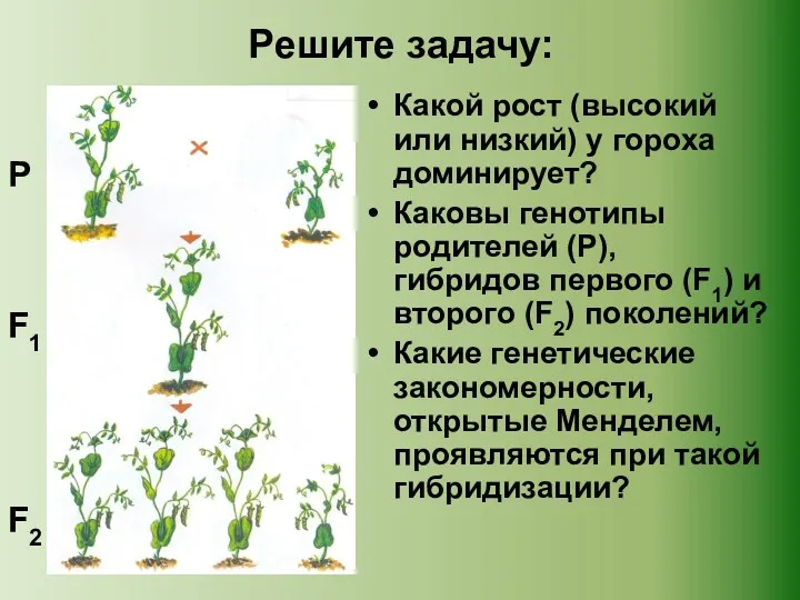 Решите задачу: Какой рост (высокий или низкий) у гороха доминирует? Каковы генотипы родителей