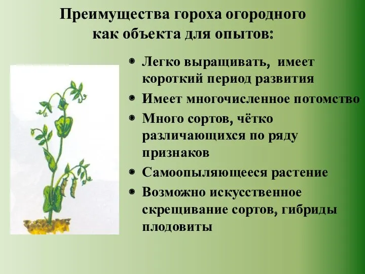 Преимущества гороха огородного как объекта для опытов: Легко выращивать, имеет короткий период развития