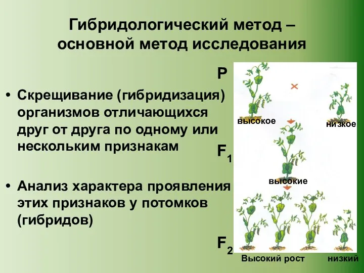 Гибридологический метод – основной метод исследования Скрещивание (гибридизация) организмов отличающихся друг от друга