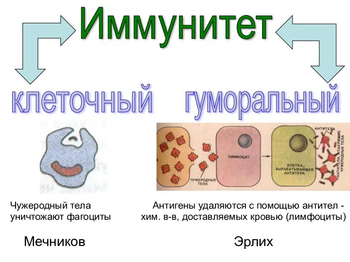 Чужеродный тела Антигены удаляются с помощью антител - уничтожают фагоциты