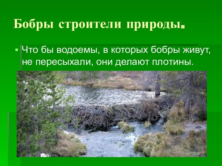 Бобры строители природы. Что бы водоемы, в которых бобры живут, не пересыхали, они делают плотины.