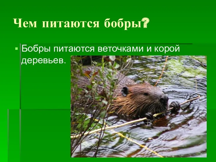 Чем питаются бобры? Бобры питаются веточками и корой деревьев.