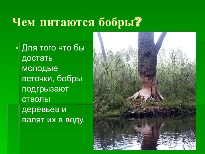 Чем питаются бобры? Для того что бы достать молодые веточки,