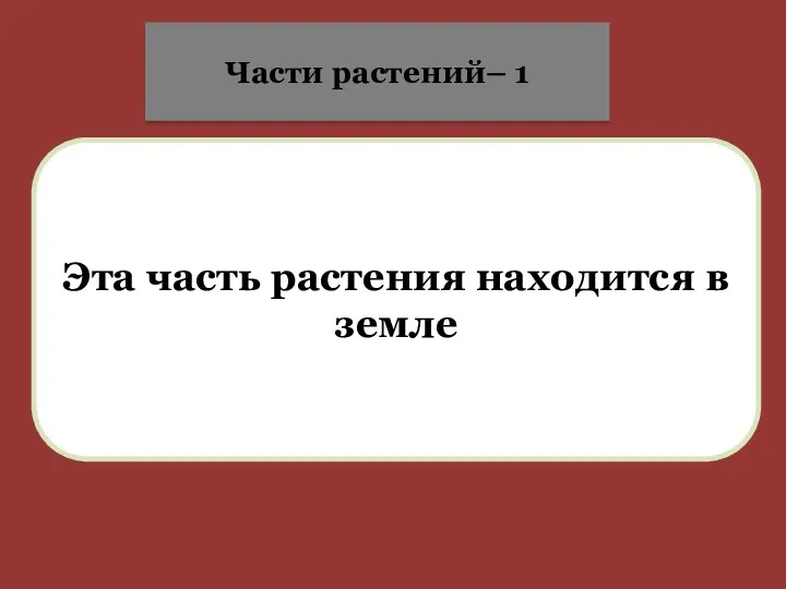 Эта часть растения находится в земле Части растений– 1