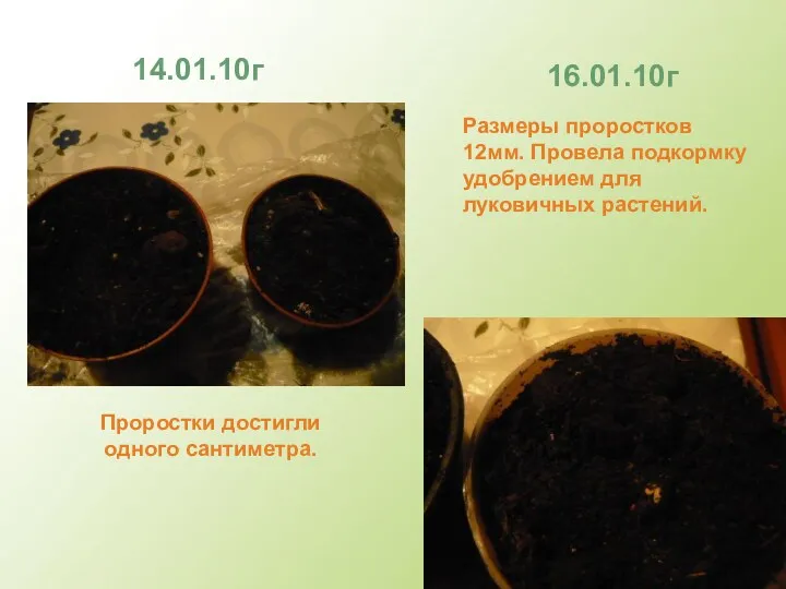 14.01.10г 16.01.10г Проростки достигли одного сантиметра. Размеры проростков 12мм. Провела подкормку удобрением для луковичных растений.