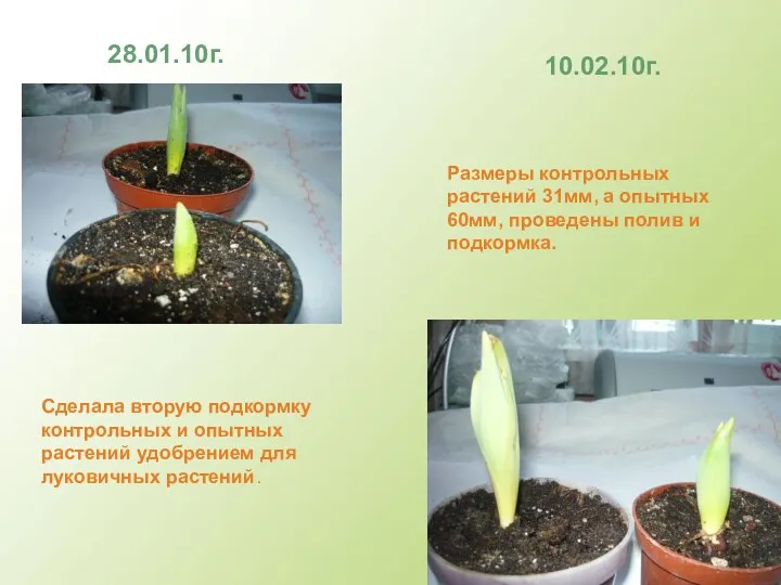 28.01.10г. Сделала вторую подкормку контрольных и опытных растений удобрением для