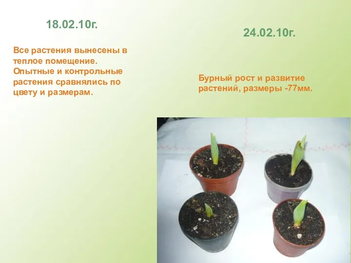 18.02.10г. Все растения вынесены в теплое помещение. Опытные и контрольные