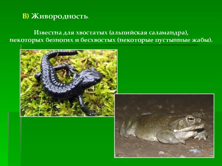 В) Живородность. Известна для хвостатых (альпийская саламандра), некоторых безногих и бесхвостых (некоторые пустынные жабы).