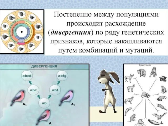 Постепенно между популяциями происходит расхождение (дивергенция) по ряду генетических признаков, которые накапливаются путем комбинаций и мутаций.