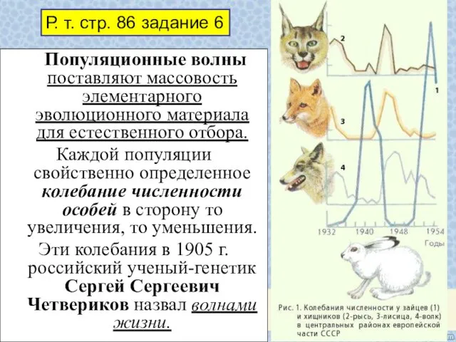 Популяционные волны поставляют массовость элементарного эволюционного материала для естественного отбора.