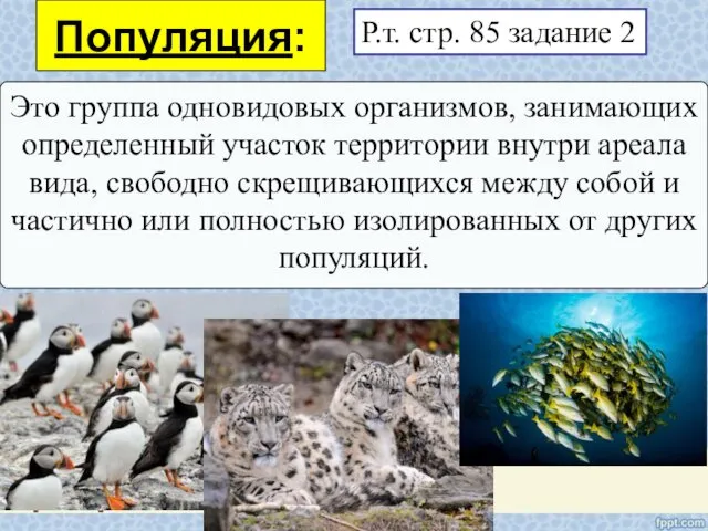 Популяция: Это группа одновидовых организмов, занимающих определенный участок территории внутри