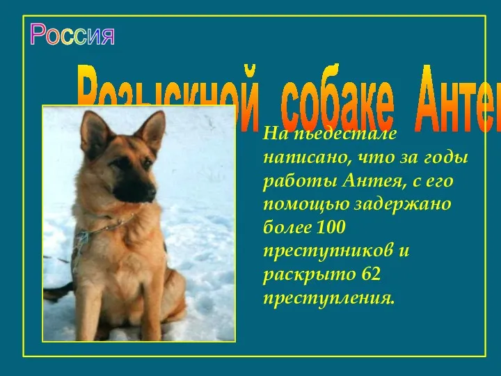 Розыскной собаке Антею На пьедестале написано, что за годы работы Антея, с его