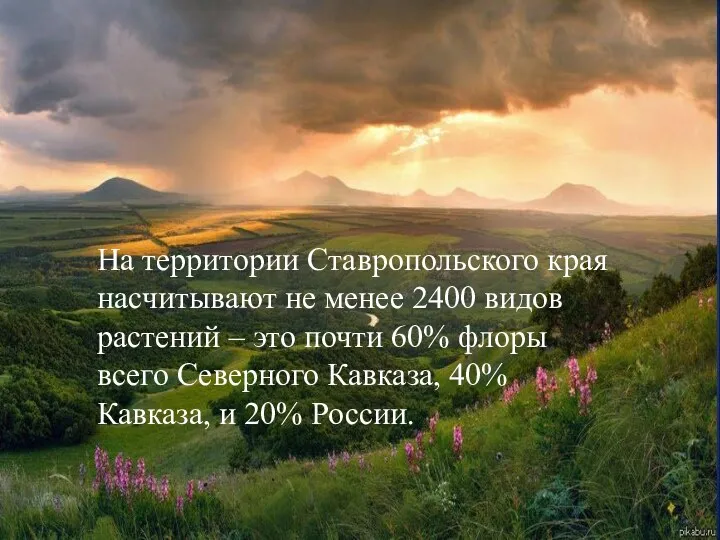 На территории Ставропольского края насчитывают не менее 2400 видов растений