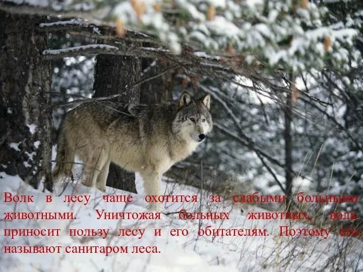 Волк в лесу чаще охотится за слабыми больными животными. Уничтожая