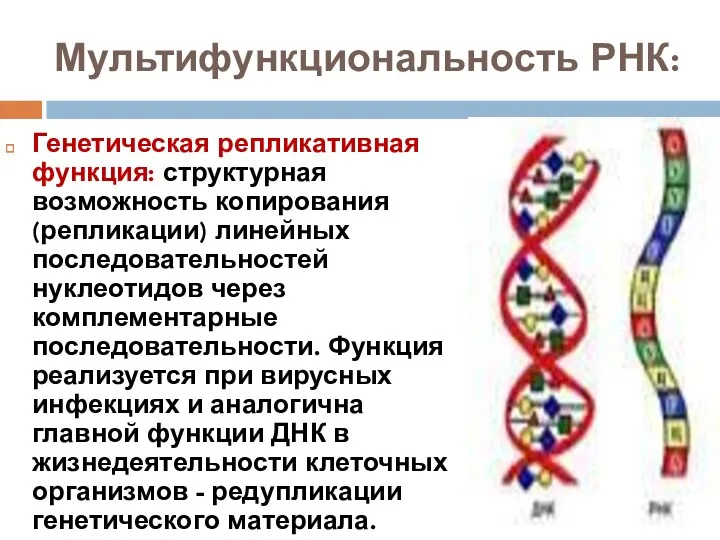 Мультифункциональность РНК: Генетическая репликативная функция: структурная возможность копирования (репликации) линейных