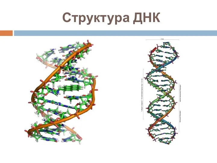 Структура ДНК