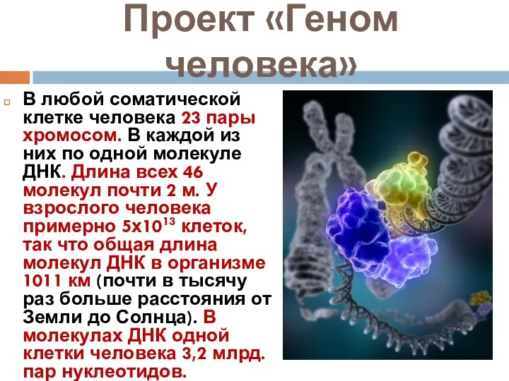 Проект «Геном человека» В любой соматической клетке человека 23 пары