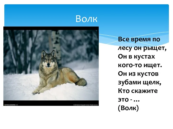 Волк Все время по лесу он рыщет, Он в кустах кого-то ищет. Он