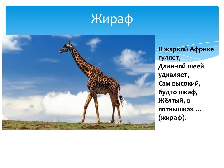 Жираф В жаркой Африке гуляет, Длинной шеей удивляет, Сам высокий, будто шкаф, Жёлтый,