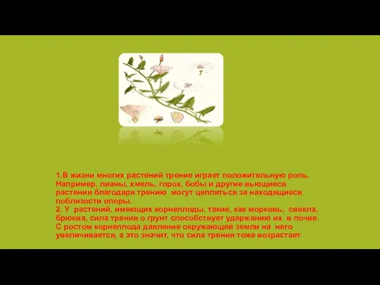1.В жизни многих растений трение играет положительную роль. Например, лианы,