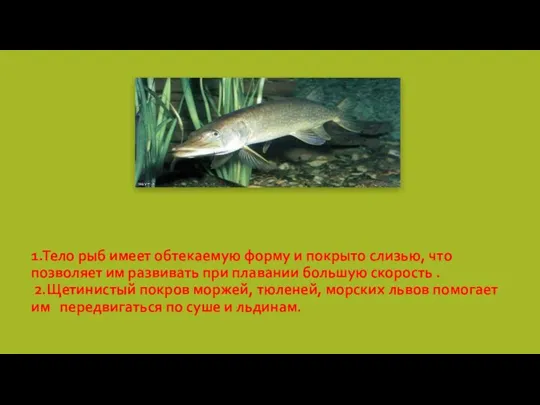 1.Тело рыб имеет обтекаемую форму и покрыто слизью, что позволяет