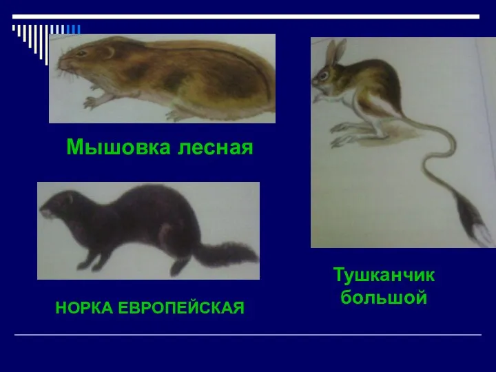 Мышовка лесная НОРКА ЕВРОПЕЙСКАЯ Тушканчик большой