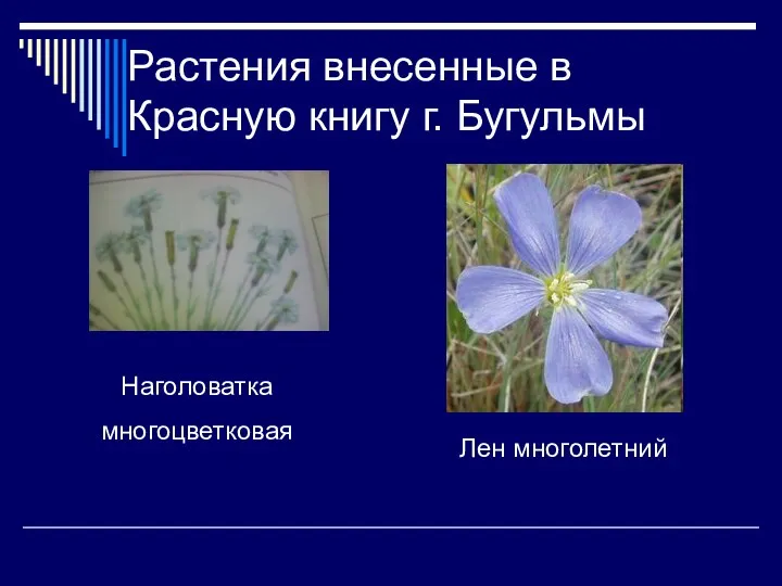 Растения внесенные в Красную книгу г. Бугульмы Лен многолетний Наголоватка многоцветковая