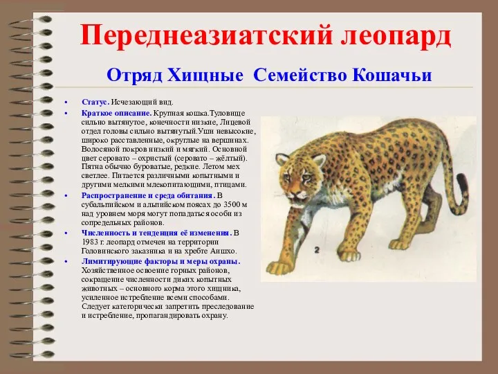 Переднеазиатский леопард Отряд Хищные Семейство Кошачьи Статус. Исчезающий вид. Краткое