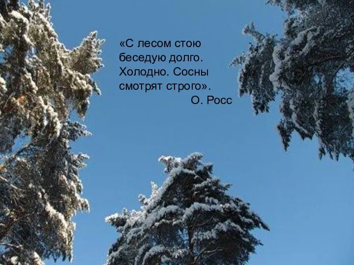 «С лесом стою беседую долго. Холодно. Сосны смотрят строго». О. Росс