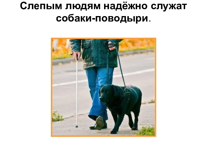 Слепым людям надёжно служат собаки-поводыри.