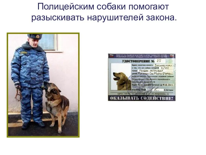 Полицейским собаки помогают разыскивать нарушителей закона.