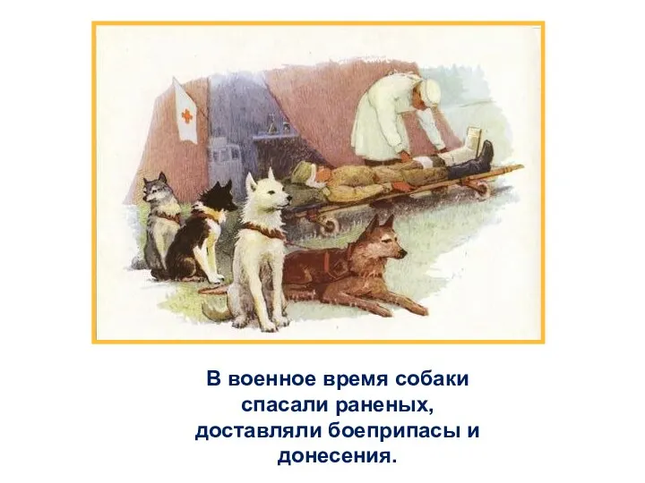 В военное время собаки спасали раненых, доставляли боеприпасы и донесения.