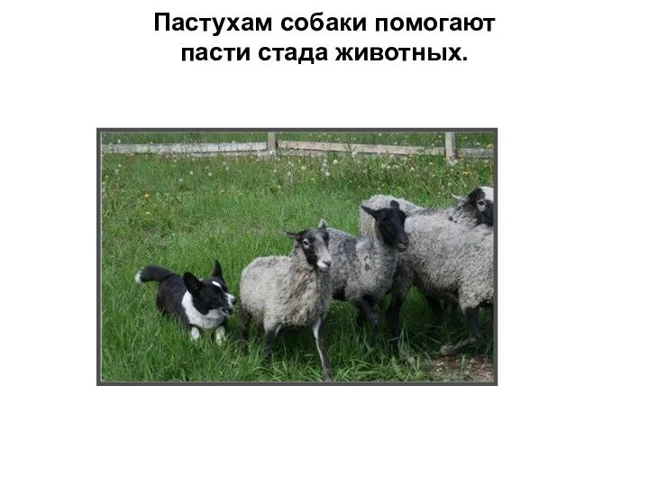 Пастухам собаки помогают пасти стада животных.