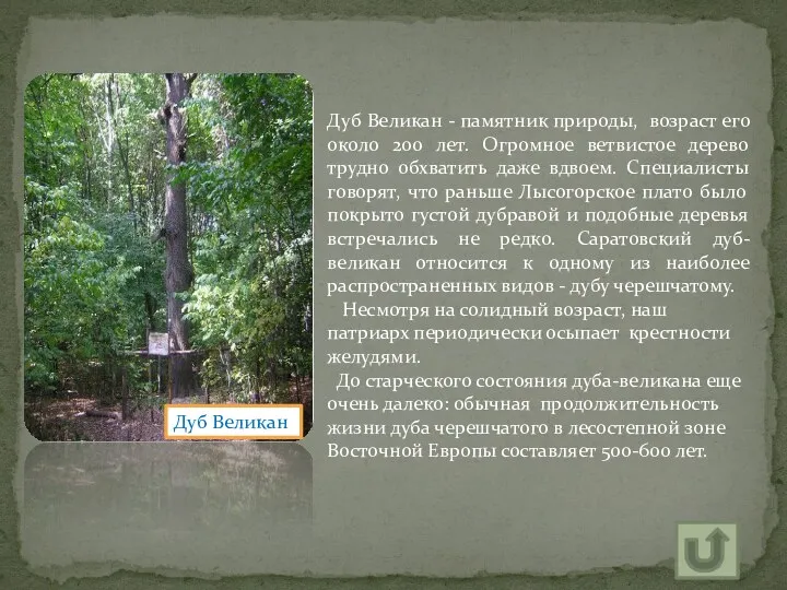 Дуб Великан - памятник природы, возраст его около 200 лет.