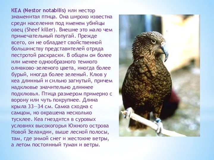 КЕА (Nestor notabilis) или нестор знаменитая птица. Она широко известна