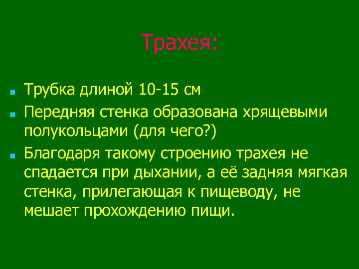 Трахея: Трубка длиной 10-15 см Передняя стенка образована хрящевыми полукольцами