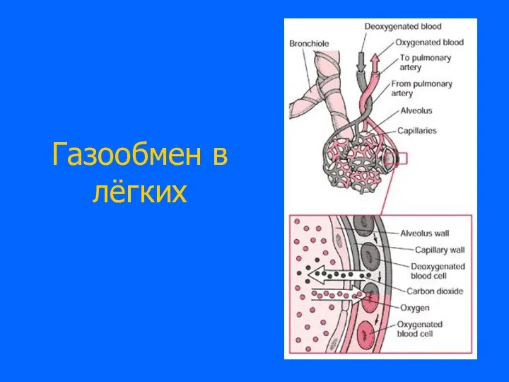 Газообмен в лёгких