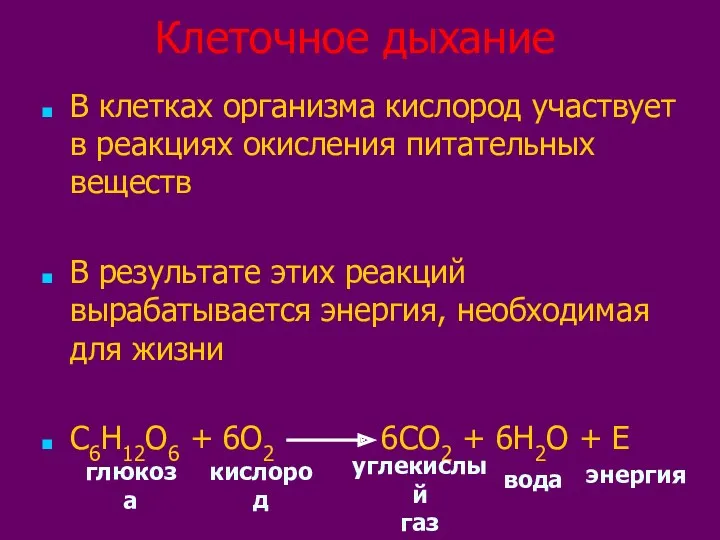 Клеточное дыхание В клетках организма кислород участвует в реакциях окисления