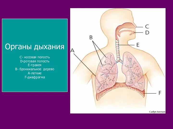 Органы дыхания С- носовая полость D-ротовая полость Е-трахея В- бронхиальное дерево А-легкие F-диафрагма