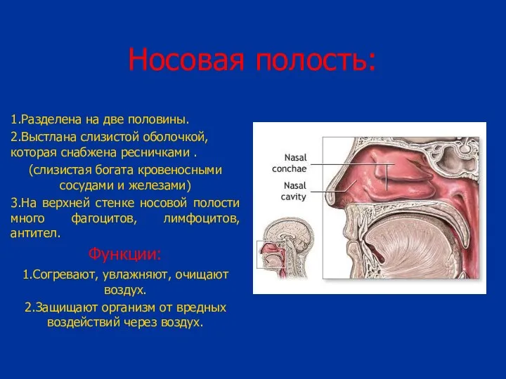 Носовая полость: 1.Разделена на две половины. 2.Выстлана слизистой оболочкой, которая снабжена ресничками .