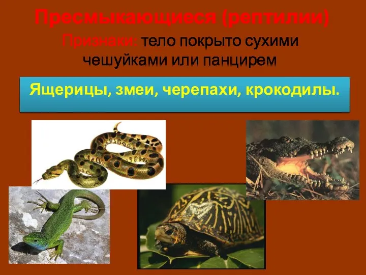 Пресмыкающиеся (рептилии) Ящерицы, змеи, черепахи, крокодилы. Признаки: тело покрыто сухими чешуйками или панцирем