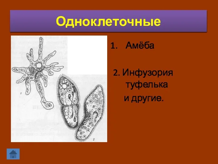 Одноклеточные Амёба 2. Инфузория туфелька и другие.
