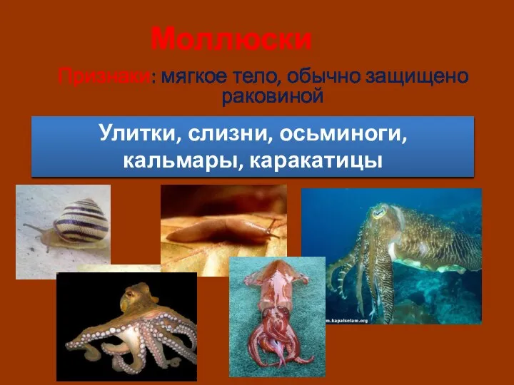 Моллюски Признаки: мягкое тело, обычно защищено раковиной Улитки, слизни, осьминоги, кальмары, каракатицы