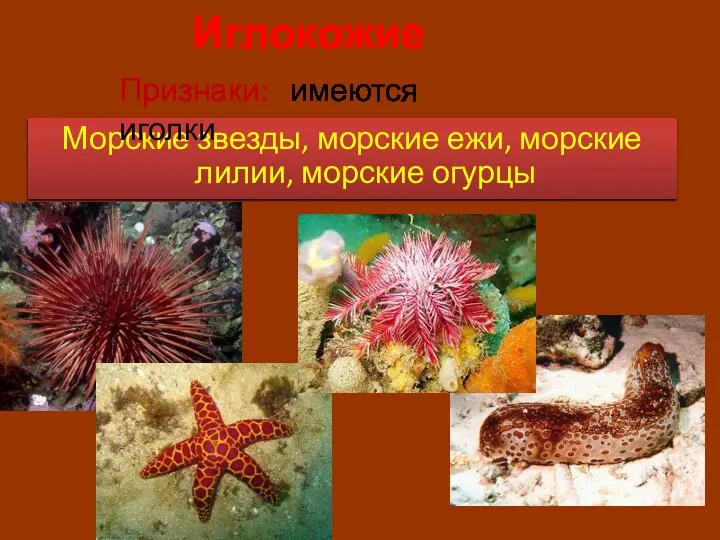 Иглокожие Морские звезды, морские ежи, морские лилии, морские огурцы Признаки: имеются иголки
