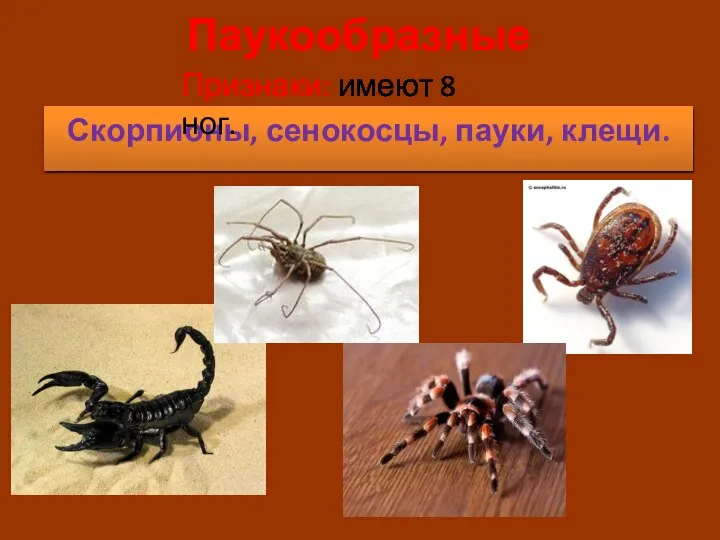Паукообразные Скорпионы, сенокосцы, пауки, клещи. Признаки: имеют 8 ног.