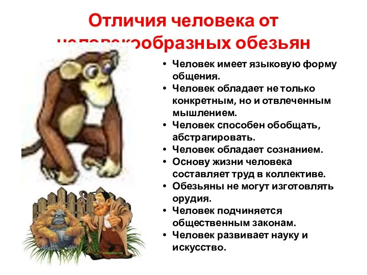 Отличия человека от человекообразных обезьян Человек имеет языковую форму общения.