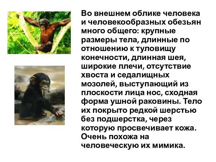 Во внешнем облике человека и человекообразных обезьян много общего: крупные