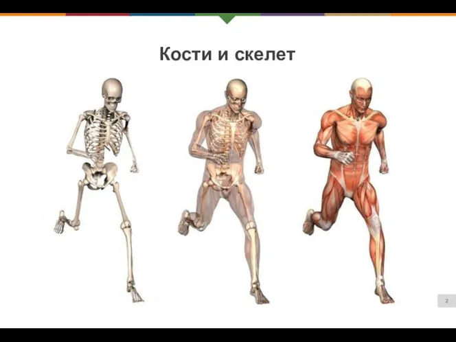 Кости и скелет