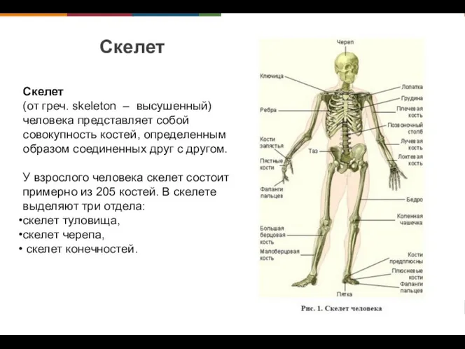 Скелет Cкелет (от греч. skeleton – высушенный) человека представляет собой совокупность костей, определенным