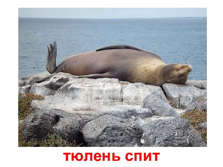 тюлень спит